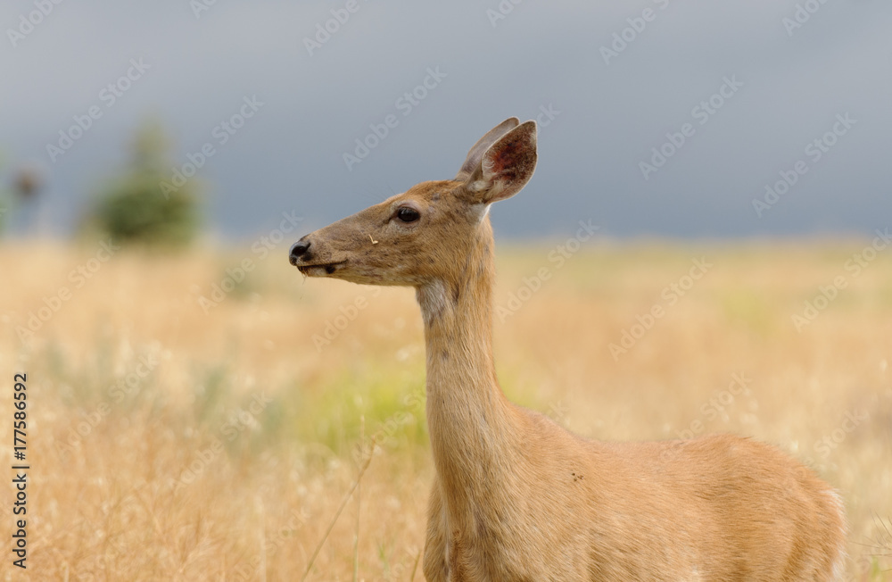Whitetail or White-tailed doe (Odocoilus virginianus) in a very alert mode looking for danger