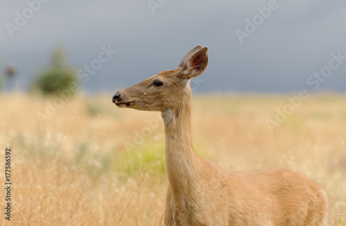 Whitetail or White-tailed doe  Odocoilus virginianus  in a very alert mode looking for danger