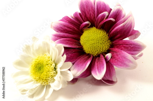 Bi-colored Flowers In High Key Photo