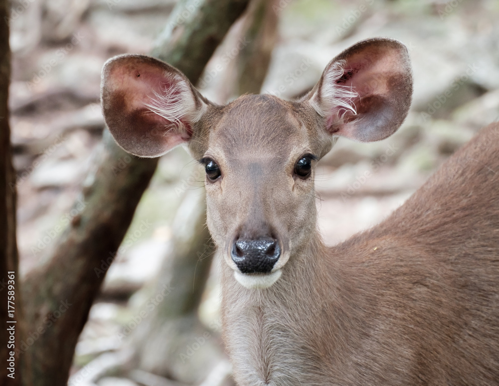 close up head of deer close up head of deer