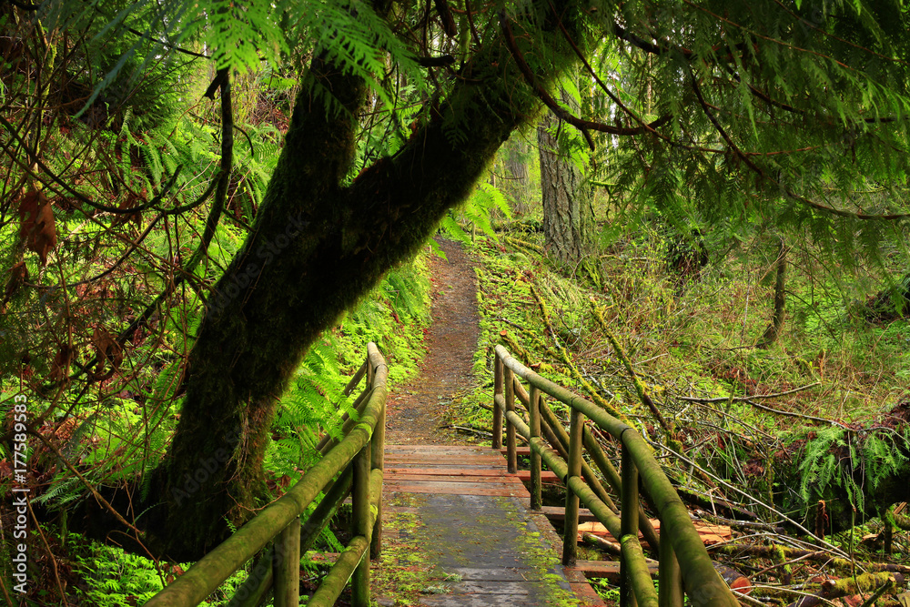 a picture of an Pacific Northwest forest trail a picture of an Pacific Northwest forest trail