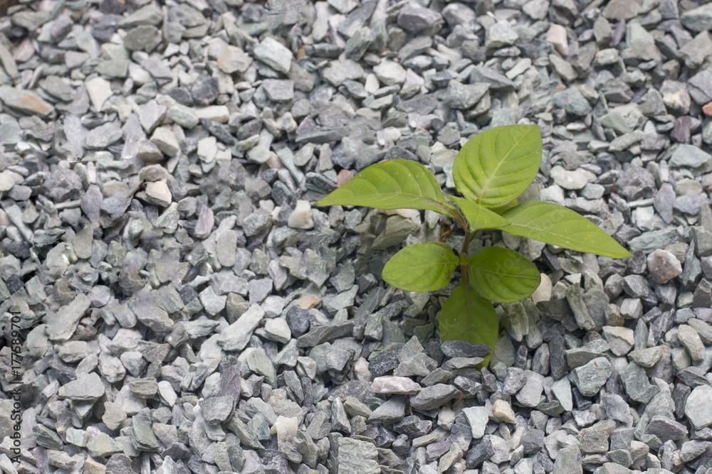 Gravel stone with plant texture background and copy space Gravel stone with plant texture background and copy space