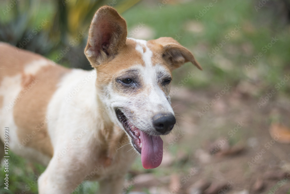 Thai brown dog