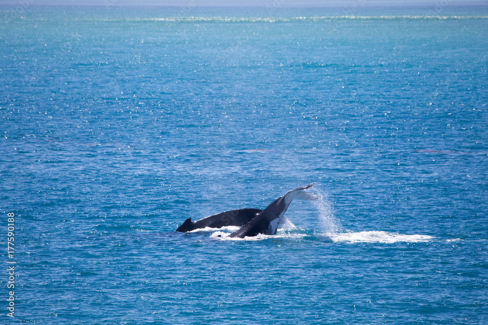 Fototapeta premium Two Humpback whales, Kimberley, Australia. One humpback flips its fluke in the air