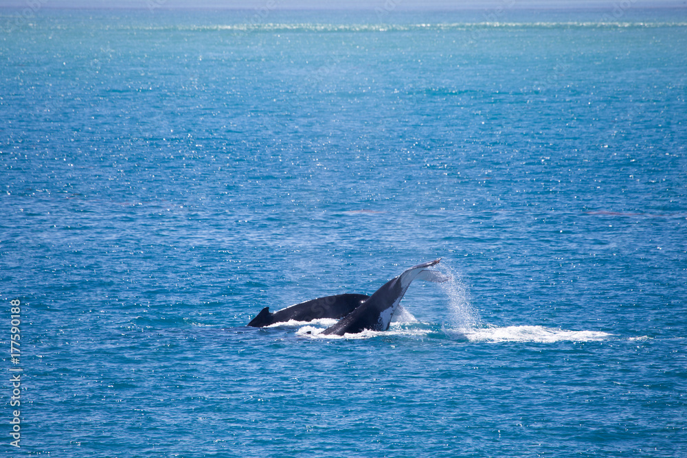 Two Humpback whales, Kimberley, Australia. One humpback flips its fluke in the air