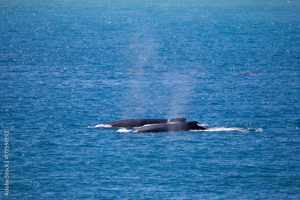 Fototapeta premium Two Humpback whales, Kimberley, Australia