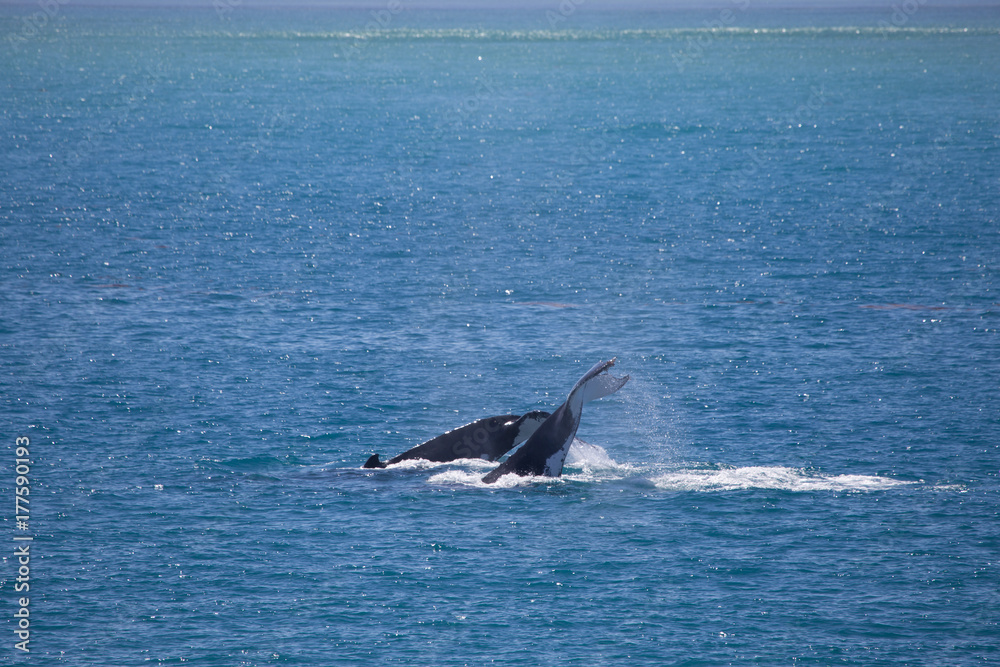 Naklejka premium Two Humpback whales, Kimberley, Australia. One humpback flips its fluke in the air