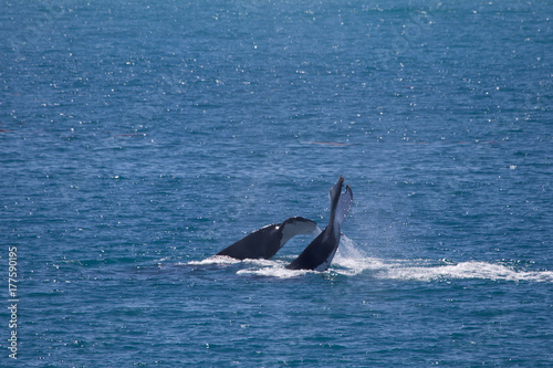 Two Humpback whales, Kimberley, Australia. One humpback flips its fluke in the air © robert