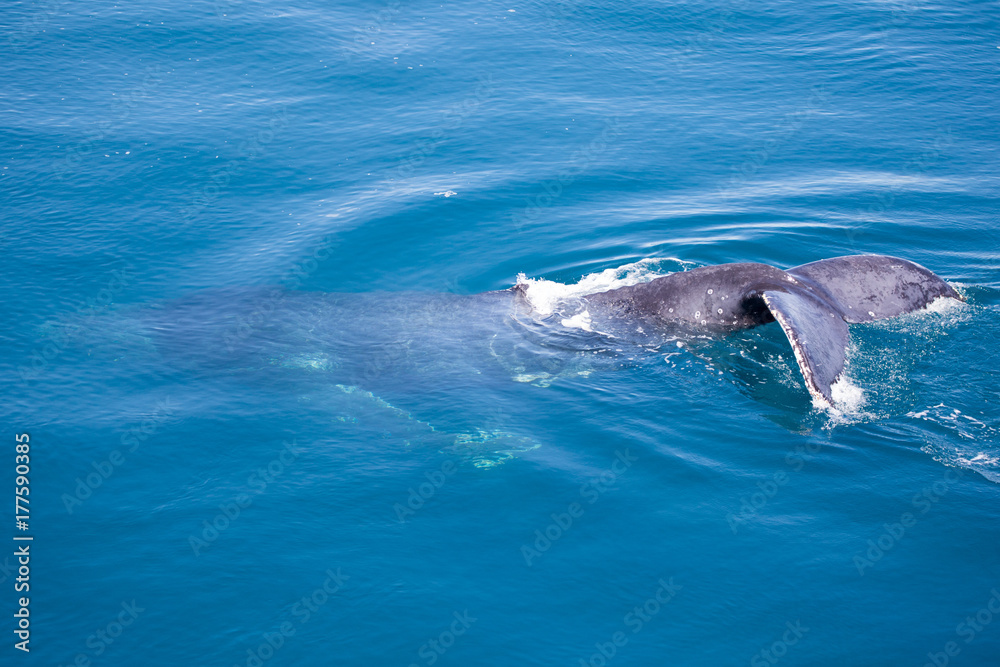 Naklejka premium Humpback whale, partially under water