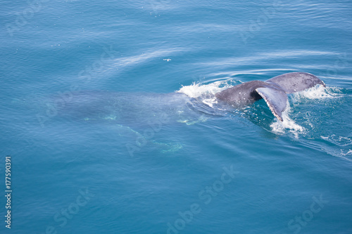 Humpback whale, partially under water