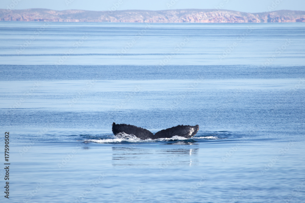 Fototapeta premium Humpback whale fluke