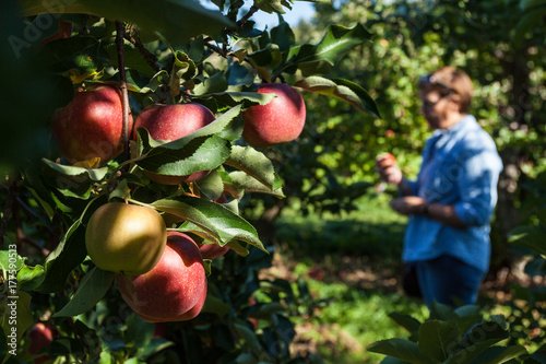 Apple picking