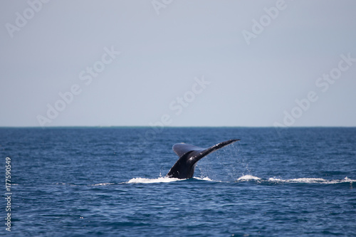 Humpback whale fluke © robert