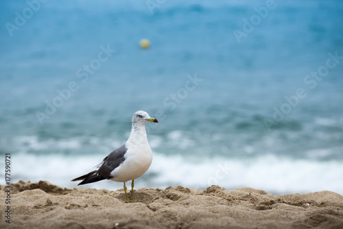 Seagull standing on a sand beach background