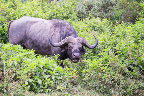 buffalo in Aberdare National Park in Kenya Africa