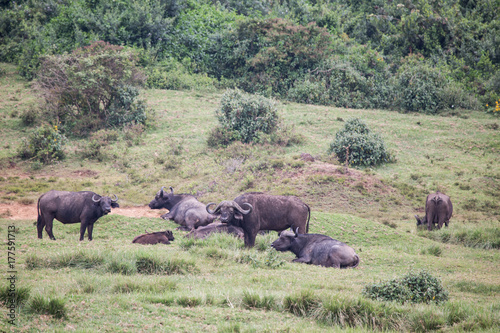 buffalos in Aberdare National Park in Kenya Africa