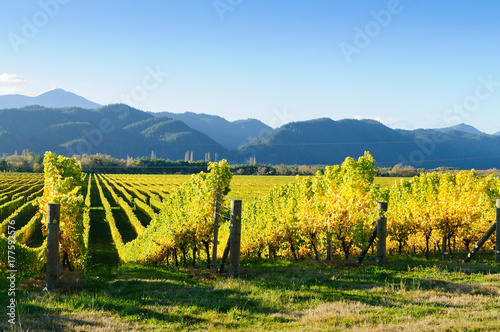 Vineyard in the Marlborough district of New Zealand at sunset