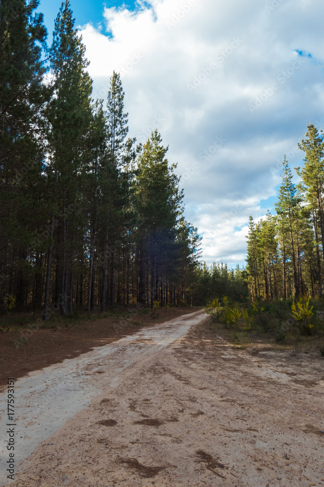 Fototapeta premium A road into the deep of pine forest with cloudy sky.