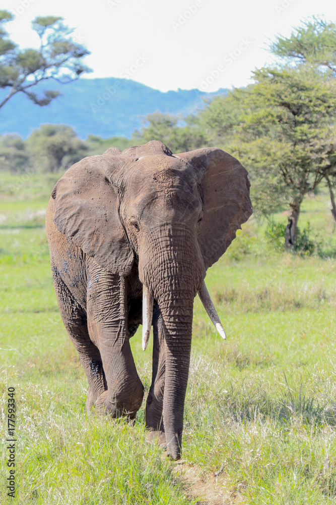 Fototapeta premium African elephant