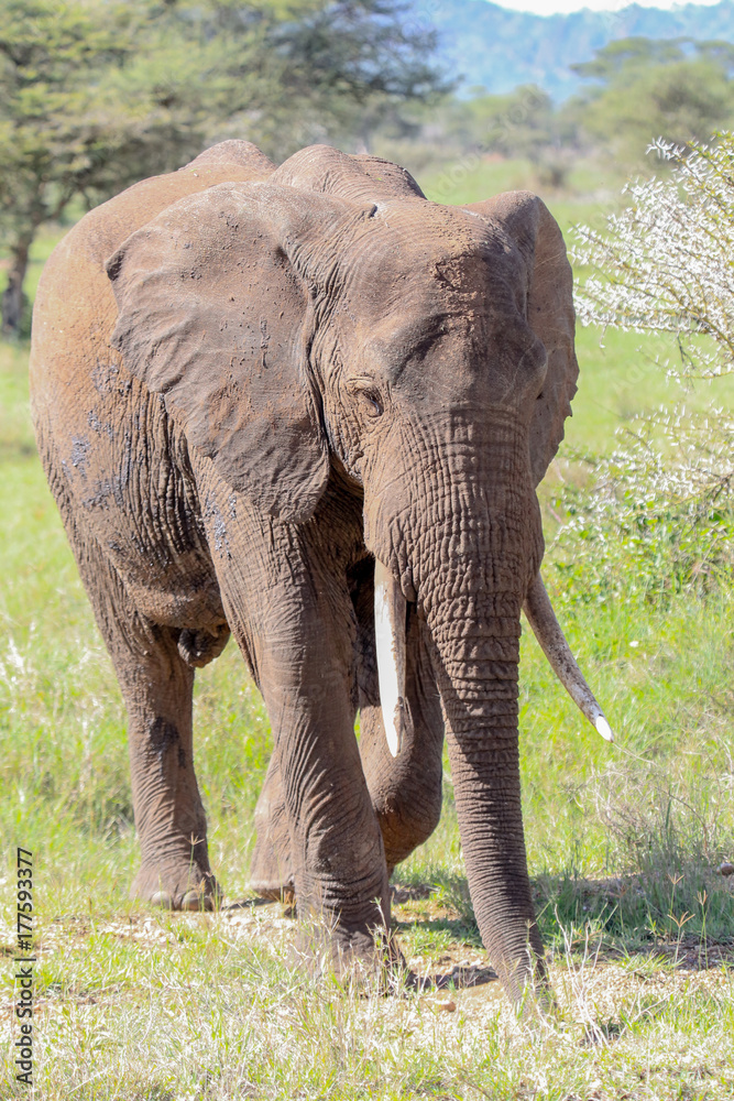 African elephant