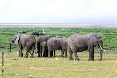 African elephant © jenhung