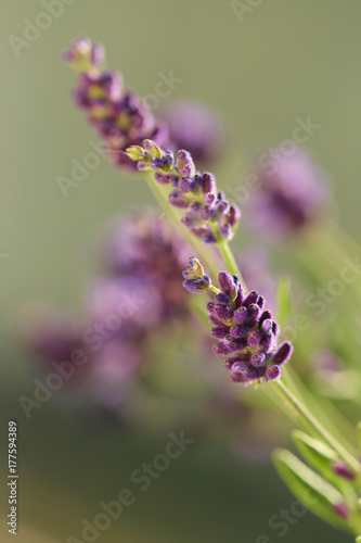 lavender flowers close-up on blurred green background in the morning sun