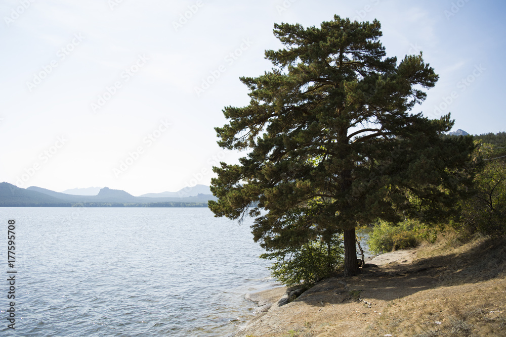 Pine. The tree stands near the lake. There is a view of the rocky mountains. Alone tree.