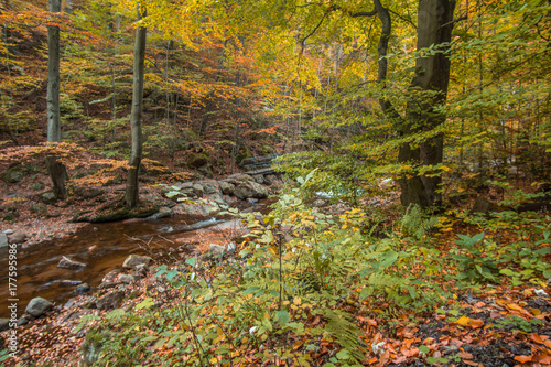 Fototapeta Naklejka Na Ścianę i Meble -  Trees in the forest in colorful autumn colors
