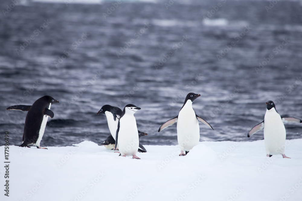 Four adelie penguins and a chinstrap