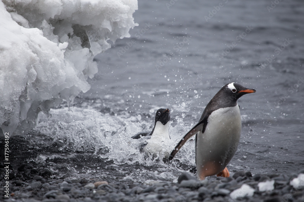 A gentoo penguin and a adelie penguin come out of the water.