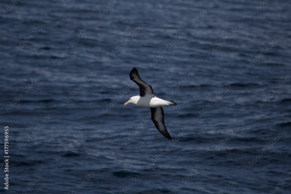 Fototapeta premium A black browed albatross in the air