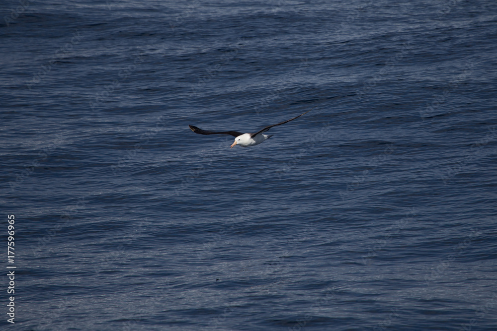 A black browed albatross in the air