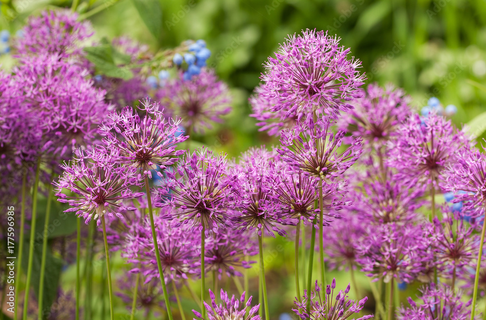 blooming ornamental onion