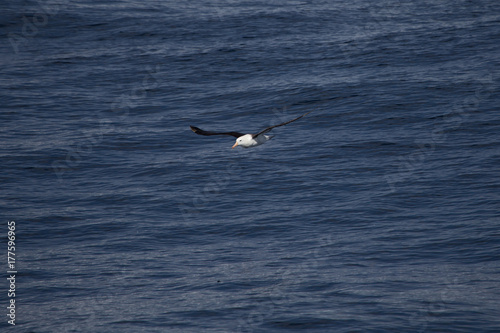 A black browed albatross in the air