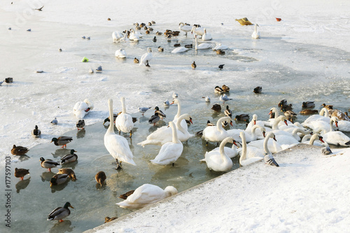Swans and ducks on frozen Wisla river near the Wawel Hill