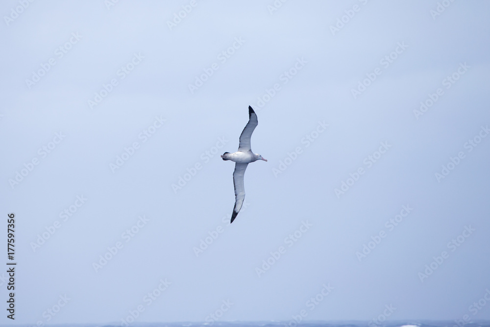 Obraz premium A wandering Albatross at sea