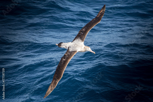 A wandering Albatross © robert