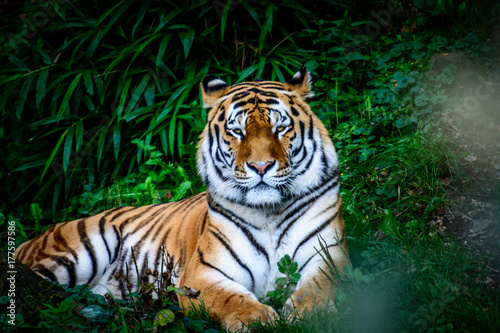 Fototapeta Naklejka Na Ścianę i Meble -  resting Amur tiger