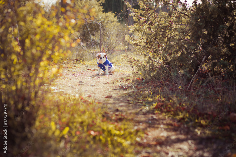 Obraz premium Puppy english french bulldog red white fur posing sit for camera in wild forest wearing casual clothes.Cute little bull dog walking running in sentral park in summer spring time