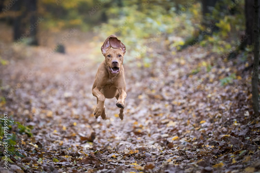 Hungarian hound dog in autumn time Hungarian hound dog in autumn time