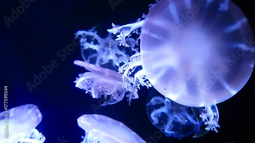 4K. group of fluorescent jellyfish swimming in Aquarium pool. transparent jellyfish underwater footage with glowing medusa moving around in the water. marine life wallpaper background.