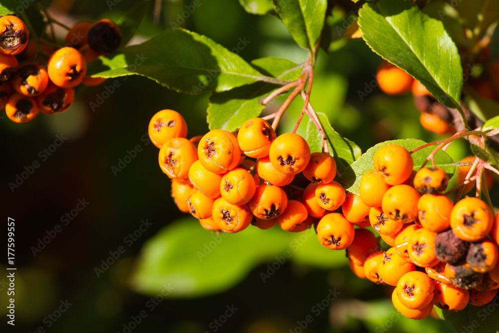 Pyracantha coccinea orange bush. Scarlet firethorn plant