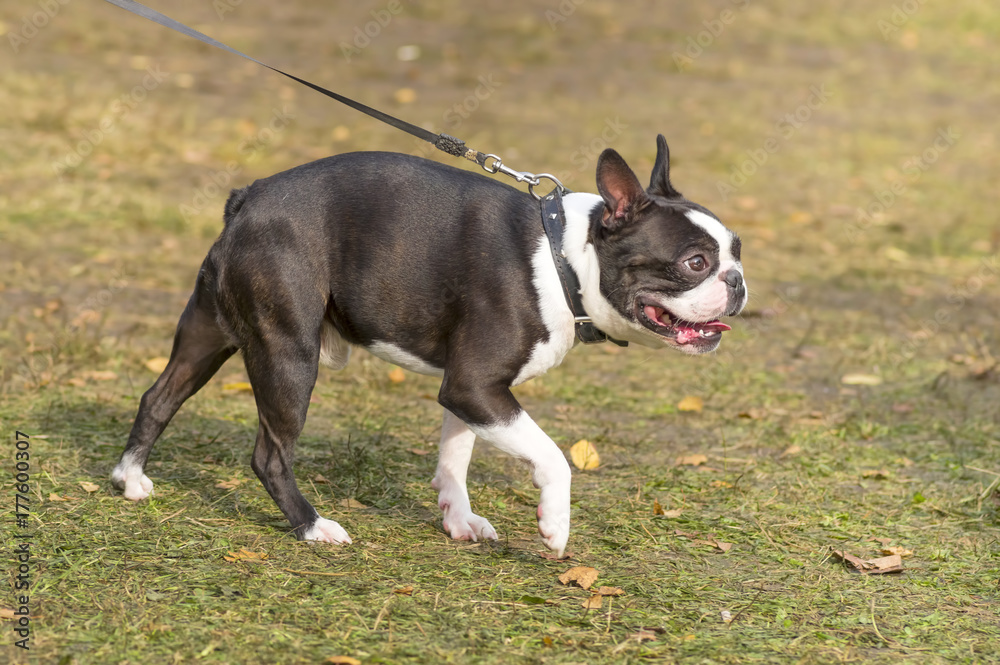 French Bulldog Close-up