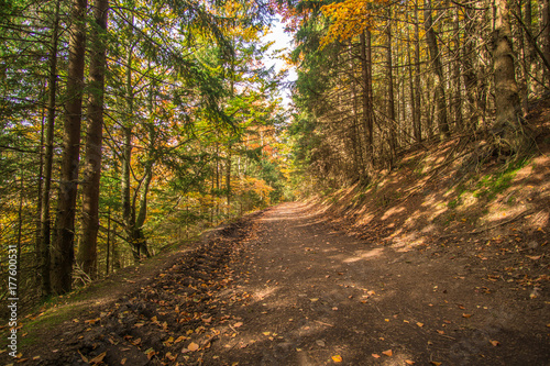 Trees in the forest in colorful autumn colors