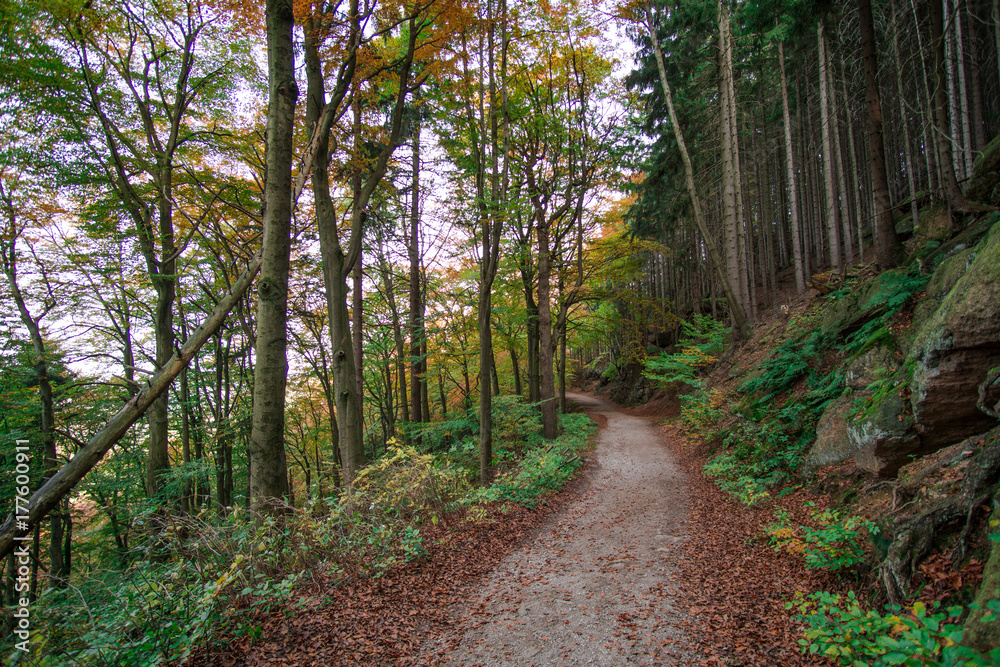 Fototapeta premium Trees in the forest in colorful autumn colors