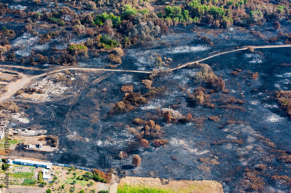 Fototapeta premium Scorched trees and grass after the fire. Aerial view