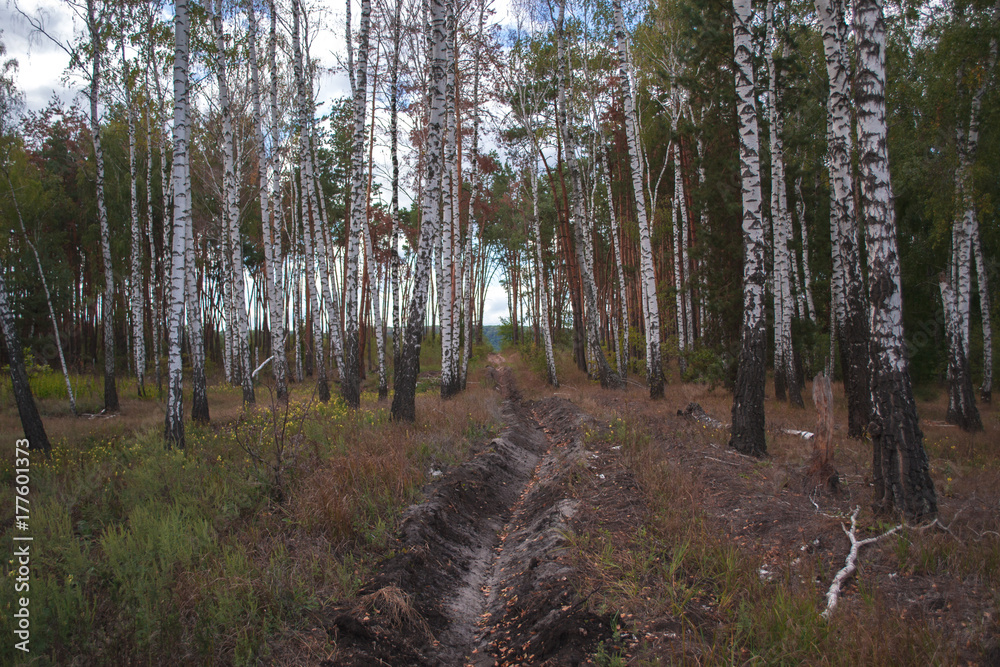1720272 Autumn landscape. Forest on a sunny day. 1720272 Autumn landscape. Forest on a sunny day.