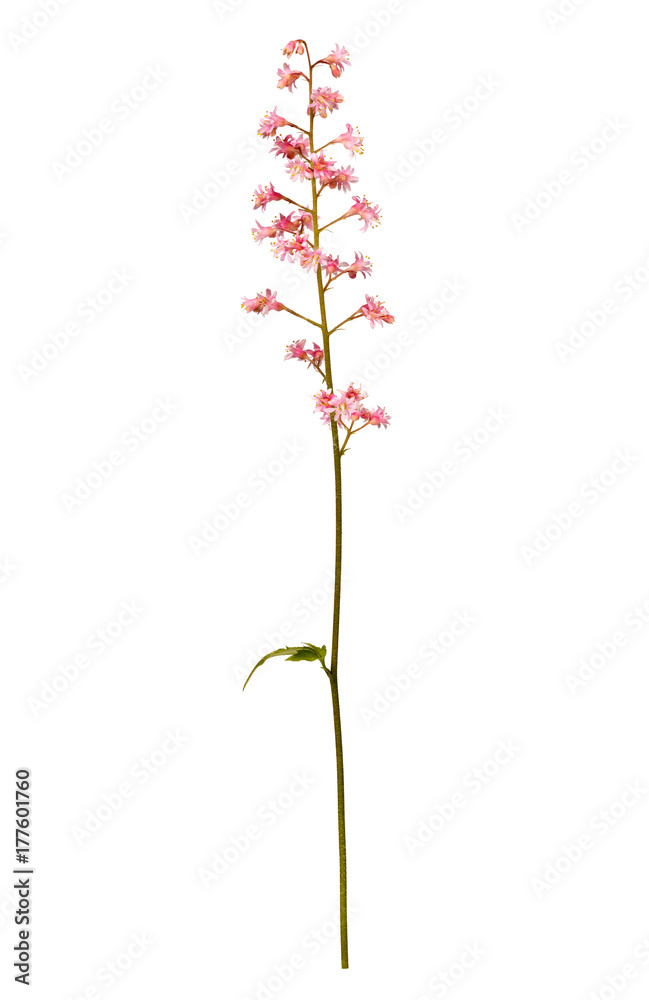 Photographed macro isolated on white background flower Heuchera
