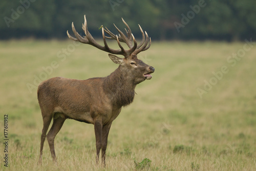 Fototapeta Naklejka Na Ścianę i Meble -  Red deer - Rutting season