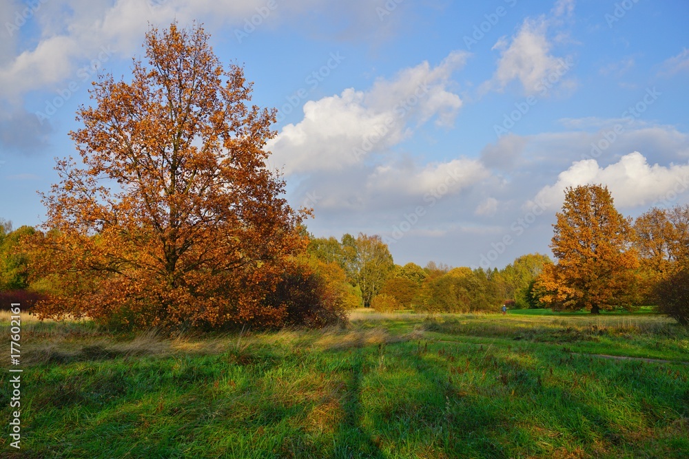 Beautiful autumn landscape - golden autumn in park - autumn scenery - beautiful green areas of the city
Beautiful autumn landscape - golden autumn in park - autumn scenery - beautiful green areas of the city